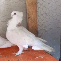 پرنده