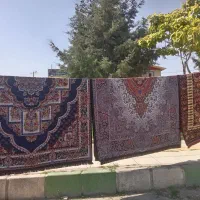 قالیچه ب قیمت تولیدی مستقیم|فرش|کرمانشاه, |دیوار