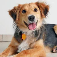 سگ پیدا شده