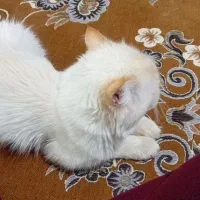 گربه پرشین اصل|گربه|سبزوار, توحیدشهر|دیوار