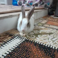 خرگوش