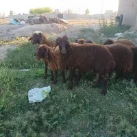 گوسفند و بره برای قربانی|حیوانات مزرعه|اردبیل, |دیوار
