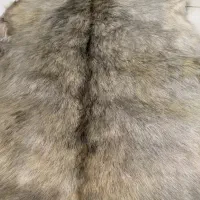 پوست بز