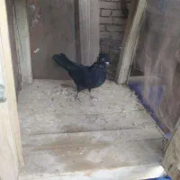 کبوتر|پرنده|آباده, |دیوار