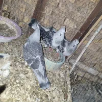 کفتر یا کبوتر بدرنگ