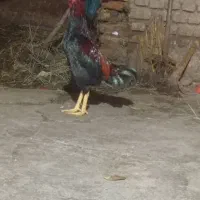 خروس لاری بشرط نصل|حیوانات مزرعه|گرگان, |دیوار