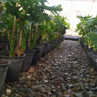 اجاره گلخانه سالن فروشگاهی|اجارهٔ مغازه و غرفه|ری, فیروزآباد|دیوار