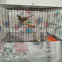 سهره اهوازی