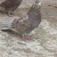 سرخ|پرنده|برخوار, |دیوار