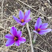 زعفران|عمده‌فروشی|اندیمشک, |دیوار