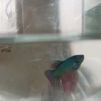 ماهی فایتر نروماده|ماهی|نجفآباد, قلعه سفید|دیوار