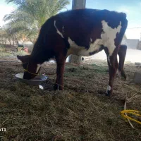 گاوفروشی|حیوانات مزرعه|بم, |دیوار