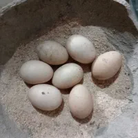 تخم مرغ لاری