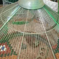 دو عدد سهرخاکی|پرنده|تاکستان, |دیوار