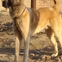 واگذاری سگ نگهبان نژاد افغان جوان