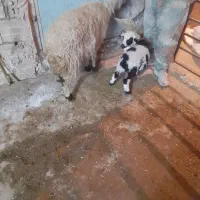 میش‌ و‌ بره.و‌ بره‌ قوچ