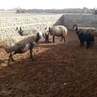 میش شال بره دار