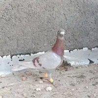 کفتر قلدر نر