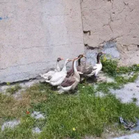 غاز و بوقلمون نر ماده