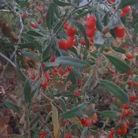 نهال گوجی بری