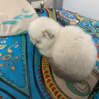 اسکاتیش|گربه|گرگان, |دیوار