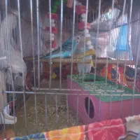 مرغ عشق|پرنده|ساروق, |دیوار