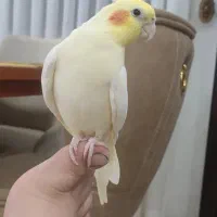 عروس هلندی نر سخنگو