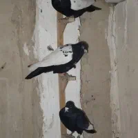 کفتر نر