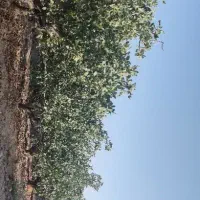 ۱۳۰ قصب زمین پسته فروش فوری