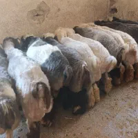 بره چاق بزغاله چاق