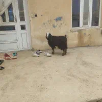 بزغاله|حیوانات مزرعه|کرمانشاه, |دیوار