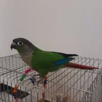 طوطی گیرینچیک نر