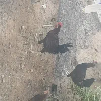 خروس محلی|حیوانات مزرعه|رامشیر, |دیوار