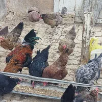 مرغ خوب|حیوانات مزرعه|قم, جمکران|دیوار