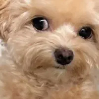 فروش توله سگ مالتیپو پودل مالتیز