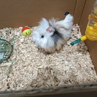 خوکچه هندی موفشن