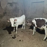 گوساله نر سیمینتال|حیوانات مزرعه|کلاترزان, |دیوار