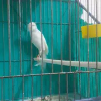 قناری ماده سفید جوان سوپر