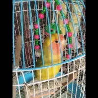 طوطی برزیلی دستی همراه باقفس|پرنده|زرند, |دیوار