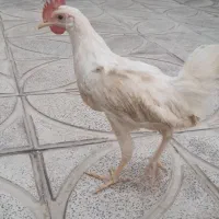 جوجه