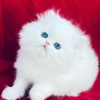 گربه پرشین چشم آبی