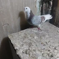 کفتر نر شازده‌سرور|پرنده|تهران, حسن‌آباد|دیوار