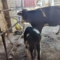 گاوشیر۲۰گوساله ماده|حیوانات مزرعه|اراک, |دیوار