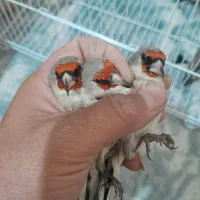 سهره کرمونی نر ماده و سینه سرخ|پرنده|مشهد, شهرک بهارستان|دیوار