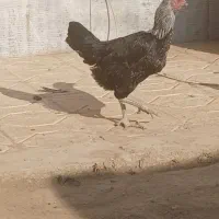 مرغ سیاه لاری