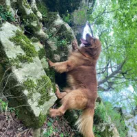 فروش توله رتریور و پرستار سگ گلدن