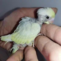 جوجه مرغ عشق ریبنو سرلاکی