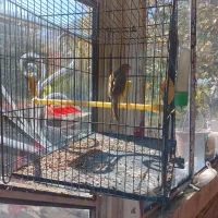 یه جفت قناری نرو ماده بفروش میرسد|پرنده|سراب, |دیوار