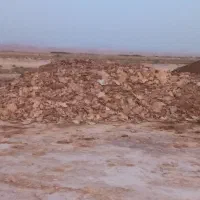 فضولات مرغ سالن