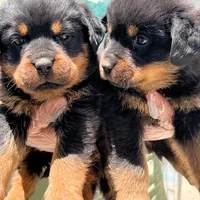 سگ روتوایلر تیپ حرفه ای پوزه مکعبی